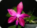 Phal. Marie Sophie